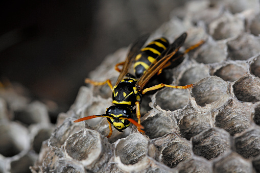 close up of single wasp among paper hexagon cells.