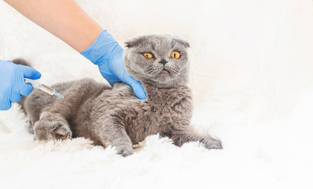 istock Vaccination of cats. Veterinary Medicine Selective focus. 1134045465