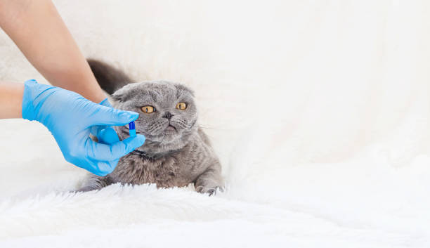 istock Vaccination of cats. Veterinary Medicine Selective focus. 1134045472