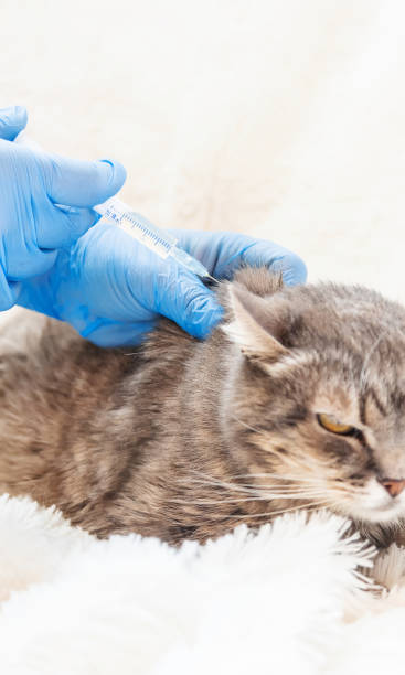 istock Vaccination of cats. Veterinary Medicine Selective focus. 1134045485