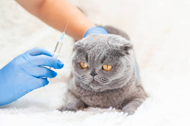 istock Vaccination of cats. Veterinary Medicine Selective focus. 1134045494