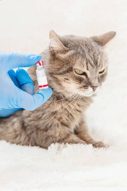istock Vaccination of cats. Veterinary Medicine Selective focus. 1134045500