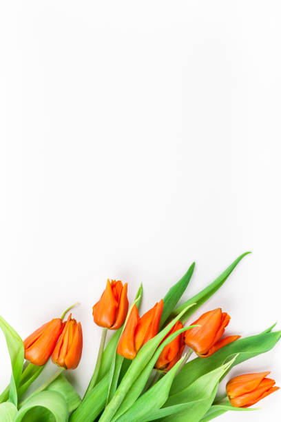 istock Red tulips flowers on white background 1134046364