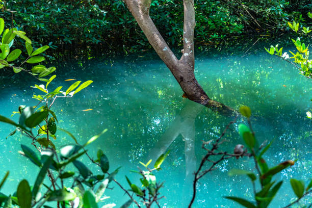 istock green water in green perfect swamp forest 1134046485
