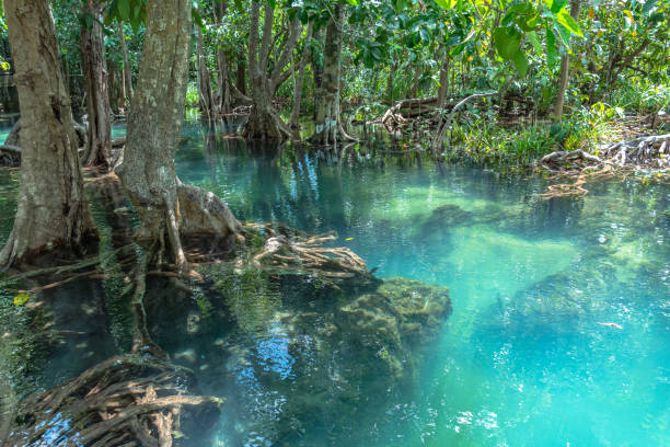 istock green water in green perfect swamp forest 1134046615