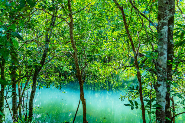 istock green water in green perfect swamp forest 1134046668