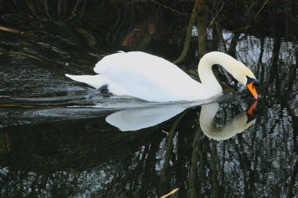 istock White Swan Drinking in Canal Water 1134046778