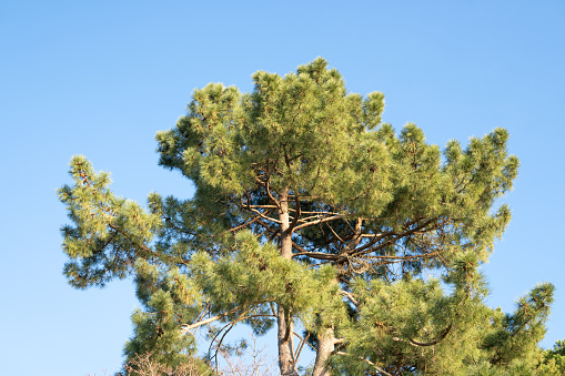 Shortleaf pine on sunny day. Pinus echinata
