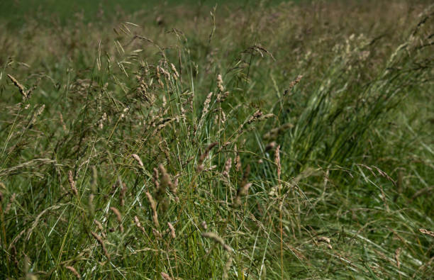 istock Wild grass on the lawn in central Russia 1134046831