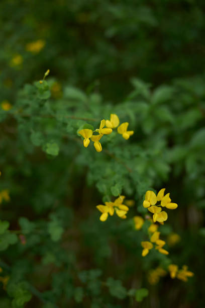 istock Cytisophyllum sessilifolium 1134046940