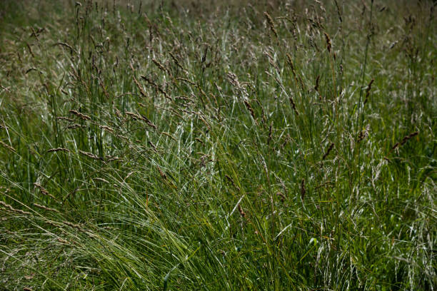 istock Wild grass on the lawn in central Russia 1134046984