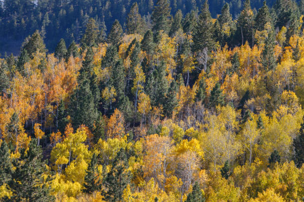 genialne kolory upadku malownicze byway 12 w utah jest jednym z najbardziej malowniczych dróg na świecie - natural landmark autumn canyon cliff zdjęcia i obrazy z banku zdjęć