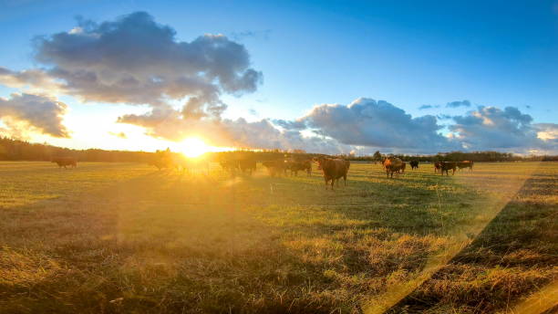 istock The farm animals on the field on the roadside 1134048228