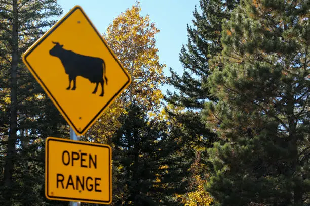 Photo of Open range cattle ranching on scenic Byway 12 in Utah is one of the most scenic roads in the world