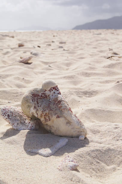 istock Seashell on Sandy Beach in the British Virgin Islands with Island in Background 1134048698