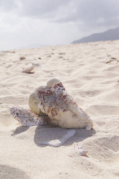 istock Seashell on Sandy Beach in the British Virgin Islands with Island in Background 1134049706