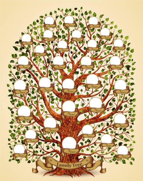 szablon drzewa genealogicznego vintage ilustracja wektorowa - tree root family tree family stock illustrations