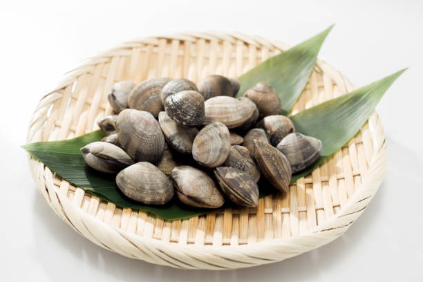 istock Asari clam. Manila clam. 1134051934