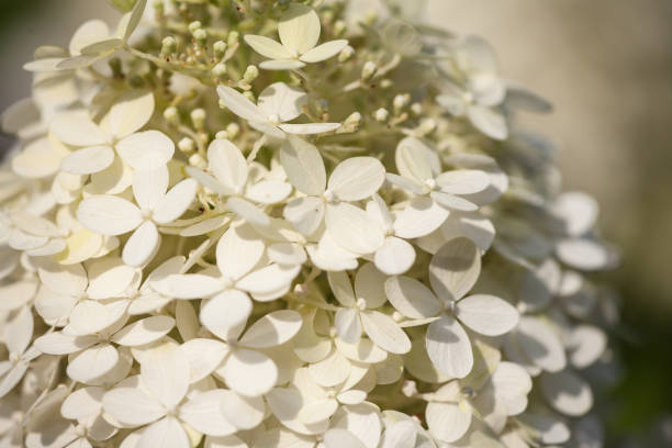 istock close-up of the blossoms of a white hydrangea 1134052935