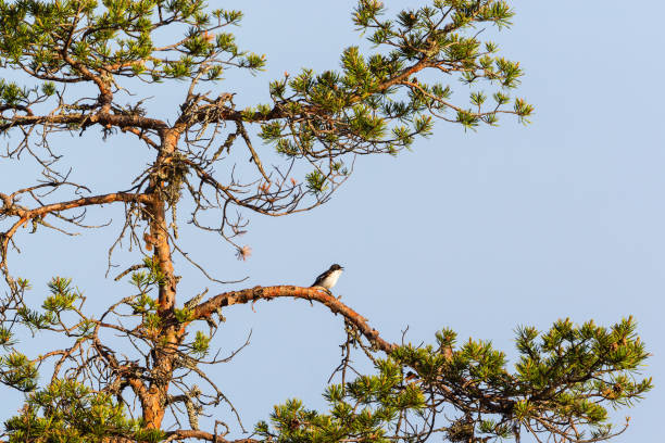 istock Pied Flycatcher sitting on a tree branch 1134053989