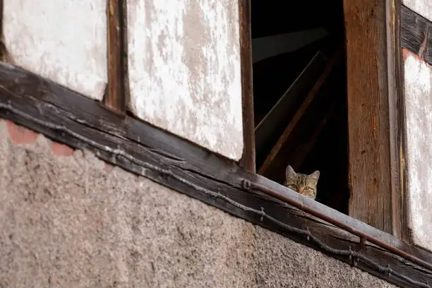 Shy cat in old barn