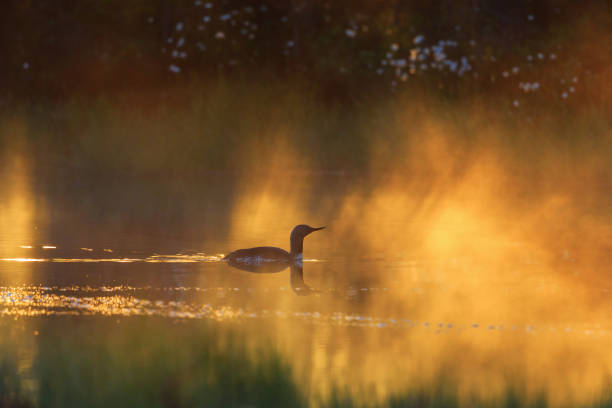 istock Red throated loon in morning light 1134054225