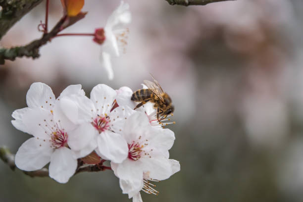 Honeybee on Cherry Plum Blossom in Winter stock photo