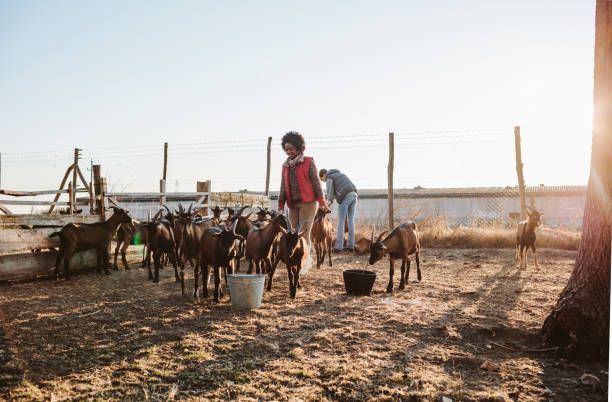 istock Goat Farm Volunteers 1134054671