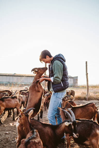 istock Goat Farm Volunteers 1134054672