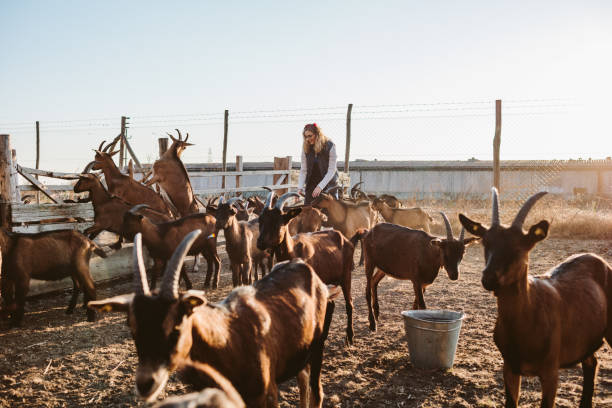 istock Goat Farm Volunteers 1134054781