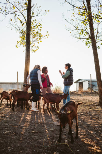istock Goat Farm Volunteers 1134055060
