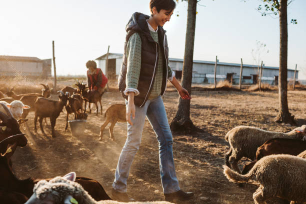istock Goat Farm Volunteers 1134055616