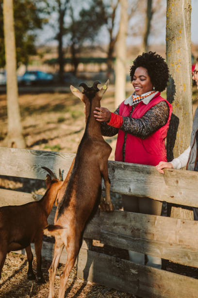 istock Goat Farm Volunteers 1134055629