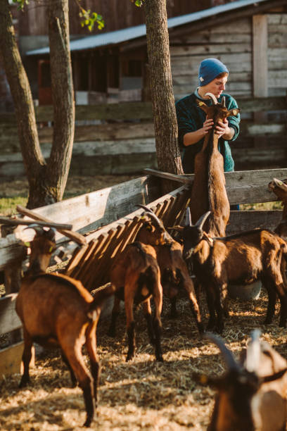 istock Goat Farm Volunteers 1134055688