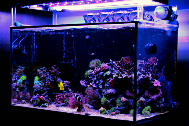istock Awesome colorful coral reef aquarium tank 1134056768