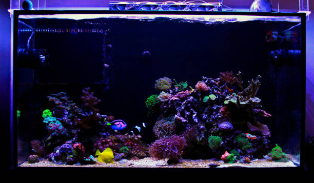 istock Awesome colorful coral reef aquarium tank 1134056773