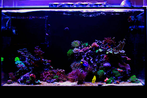 istock Awesome colorful coral reef aquarium tank 1134056778