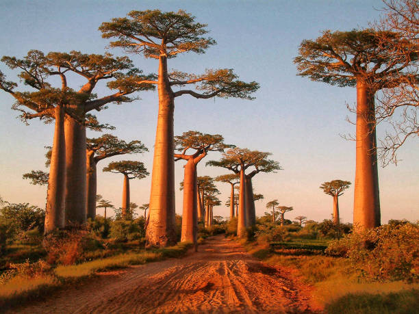 avenida dos baobás - madagascar - fotografias e filmes do acervo