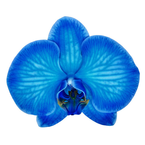 fiore di orchidea ciano blu isolato sfondo bianco con percorso di ritaglio. bocciolo di fiori da vicino. natura. - cut out flower bud clipping path foto e immagini stock