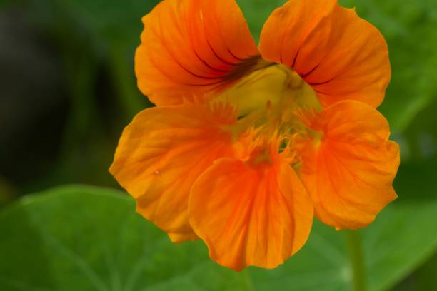 istock beautiful sites of Bermuda 1134058097