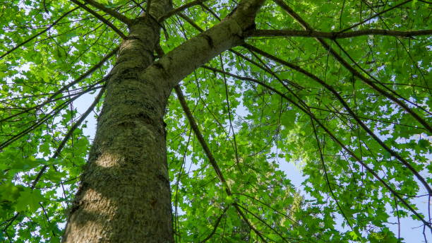 istock The turning view of the big maple tree 1134058856