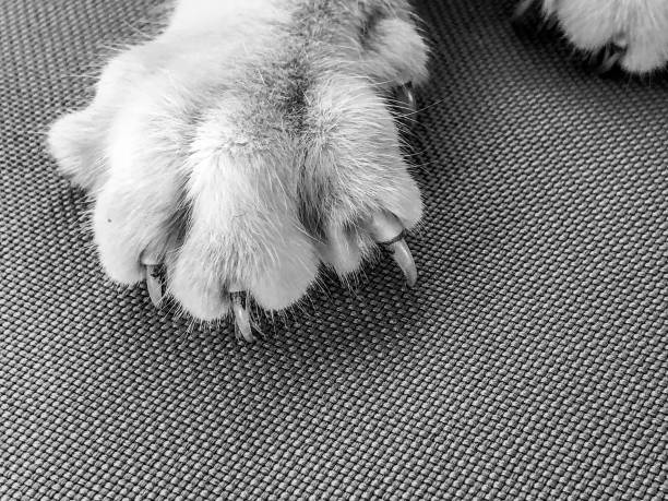 istock Black and white image of cat paws with extended claws 1134059866