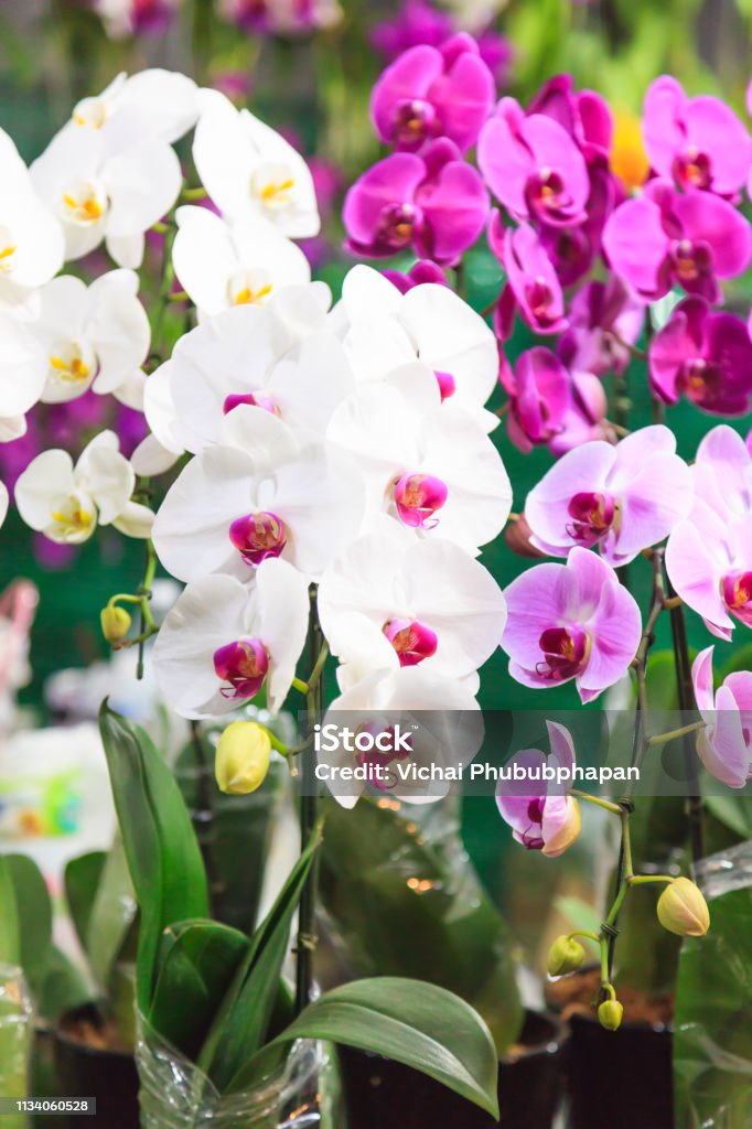 Surtido Colorido Fresco Flores De Orquídeas De Fondo Arreglos Florales Fondos De Pantalla Telón De Fondo Cultivo De Flores Invernadero Vista Natural Vida Plantación Agricultura Jardinería Y Concepto De Botánica Foto de Surtido Colorido Fresco Flores De Orquídeas De Fondo Arreglos Florales Fondos De Pantalla Telón De Fondo Cultivo De Flores Invernadero Vista Natural Vida Plantación Agricultura Jardinería Y Concepto De Botánica Foto de