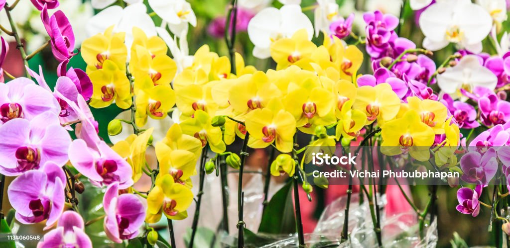 Surtido Colorido Fresco Flores De Orquídeas De Fondo Arreglos Florales Fondos De Pantalla Telón De Fondo Cultivo De Flores Invernadero Vista Natural Vida Plantación Agricultura Jardinería Y Concepto De Botánica Foto de Surtido Colorido Fresco Flores De Orquídeas De Fondo Arreglos Florales Fondos De Pantalla Telón De Fondo Cultivo De Flores Invernadero Vista Natural Vida Plantación Agricultura Jardinería Y Concepto De Botánica Foto de