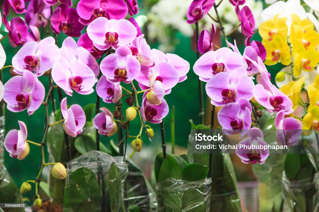 Surtido Colorido Fresco Flores De Orquídeas De Fondo Arreglos Florales Fondos De Pantalla Telón De Fondo Cultivo De Flores Invernadero Vista Natural Vida Plantación Agricultura Jardinería Y Concepto De Botánica Foto de Surtido Colorido Fresco Flores De Orquídeas De Fondo Arreglos Florales Fondos De Pantalla Telón De Fondo Cultivo De Flores Invernadero Vista Natural Vida Plantación Agricultura Jardinería Y Concepto De Botánica Foto de