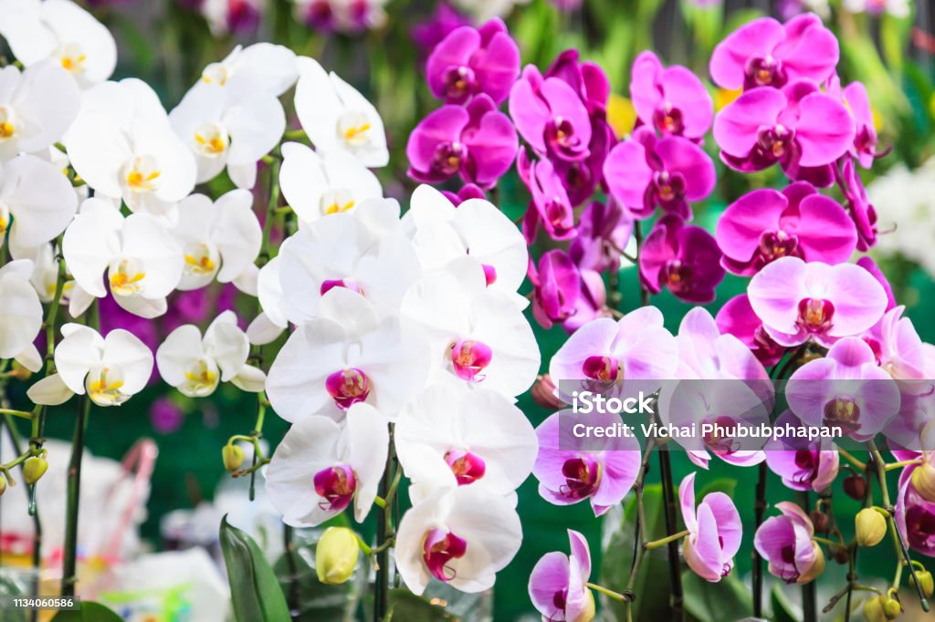 Surtido Colorido Fresco Flores De Orquídeas De Fondo Arreglos Florales Fondos De Pantalla Telón De Fondo Cultivo De Flores Invernadero Vista Natural Vida Plantación Agricultura Jardinería Y Concepto De Botánica Foto de Surtido Colorido Fresco Flores De Orquídeas De Fondo Arreglos Florales Fondos De Pantalla Telón De Fondo Cultivo De Flores Invernadero Vista Natural Vida Plantación Agricultura Jardinería Y Concepto De Botánica Foto de