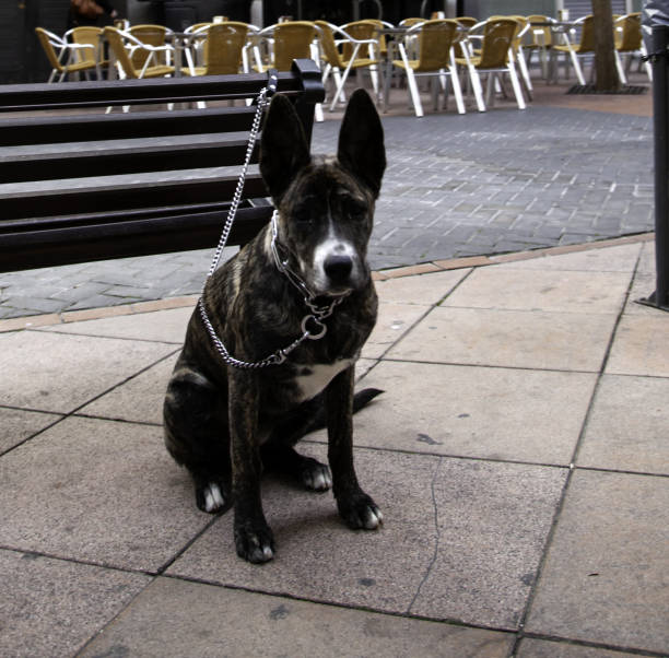 istock Abandoned dog street 1134060904
