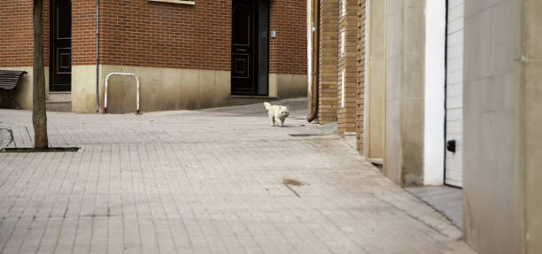 istock Abandoned dog street 1134060905