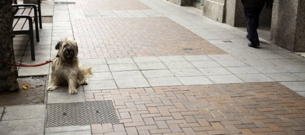 istock Abandoned dog street 1134060906