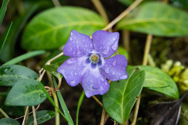 istock Periwinkle Flower in Bloom in Winter 1134062237